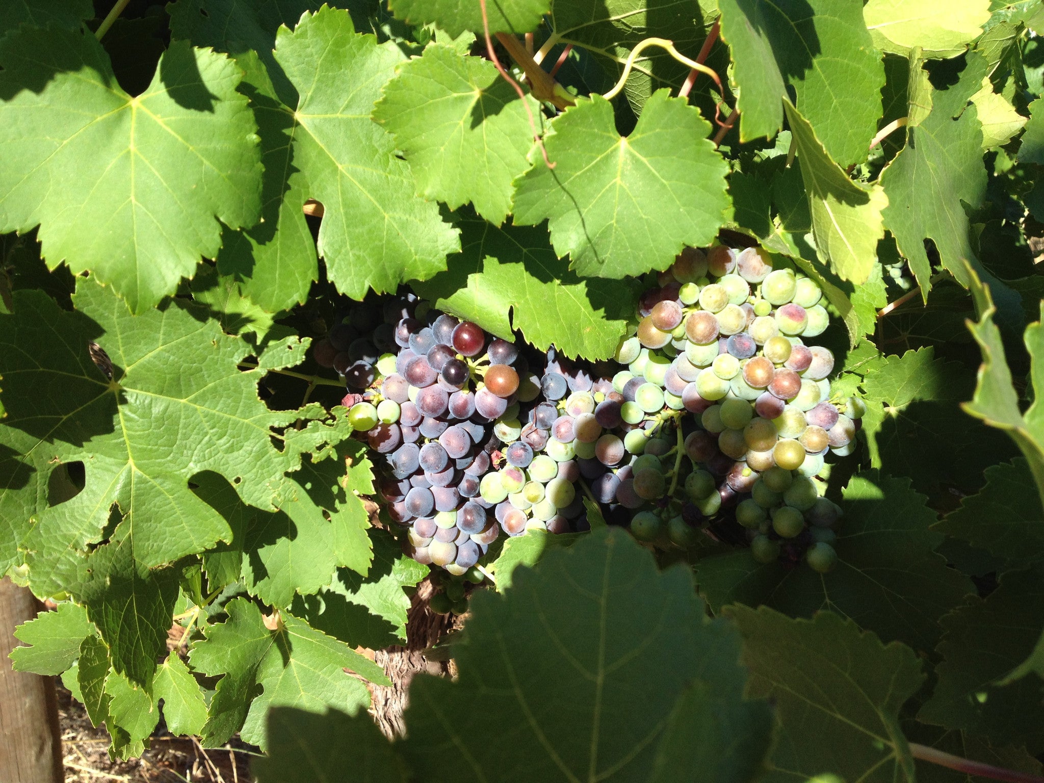 A cooler harvest for vintage 2017